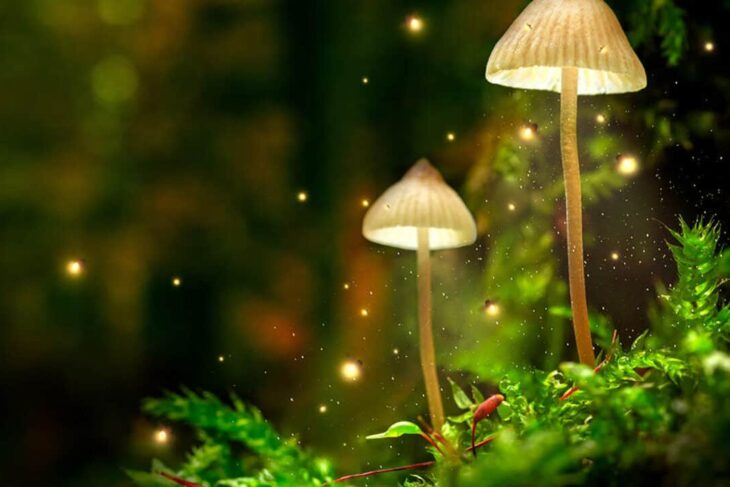 Get Started Now with Easy Online Shopping for Magic Mushrooms.